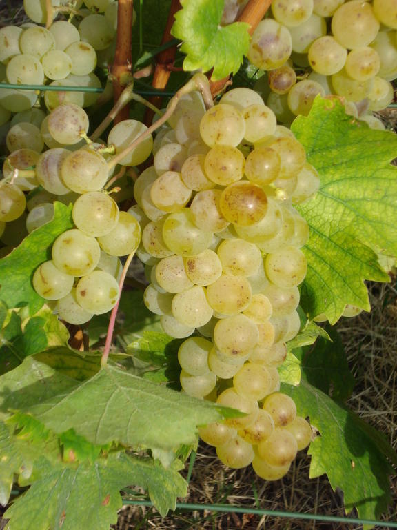 Cascina L'arche Santo Stefano Belbo